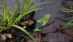 arrowhead plant